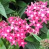 What Should I Plant Together Pentas - Four Seasons Landscaping Yorkville, IL