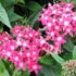 What Should I Plant Together Pentas - Four Seasons Landscaping Yorkville, IL