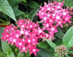 What Should I Plant Together Pentas - Four Seasons Landscaping Yorkville, IL