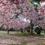 Import Magnolia Trees - Four Seasons Landscaping Yorkville, IL