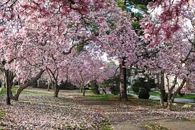 Import Magnolia Trees - Four Seasons Landscaping Yorkville, IL