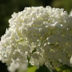 AnnabelleHydrangea - Four Seasons Landscaping Yorkville, IL