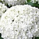 AnnabelleHydrangeaFlower - Four Seasons Landscaping Yorkville, IL