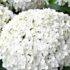 AnnabelleHydrangeaFlower - Four Seasons Landscaping Yorkville, IL