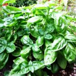 Basil - Four Seasons Landscaping Yorkville, IL