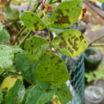 BlackSpotFungus - Four Seasons Landscaping Yorkville, IL