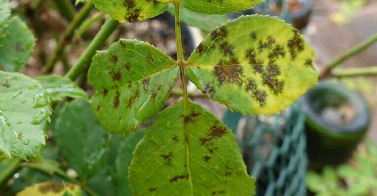 BlackSpotFungus - Four Seasons Landscaping Yorkville, IL