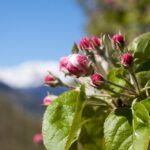 Budding Tree - Four Seasons Landscaping Yorkville, IL