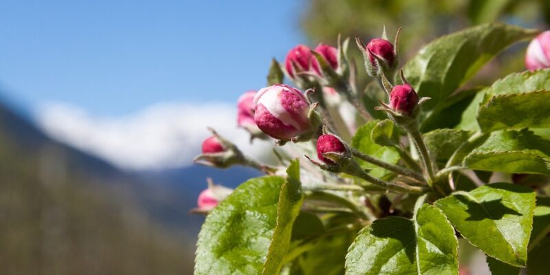 Budding Tree - Four Seasons Landscaping Yorkville, IL