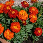 BugRepellant - Four Seasons Landscaping Yorkville, IL