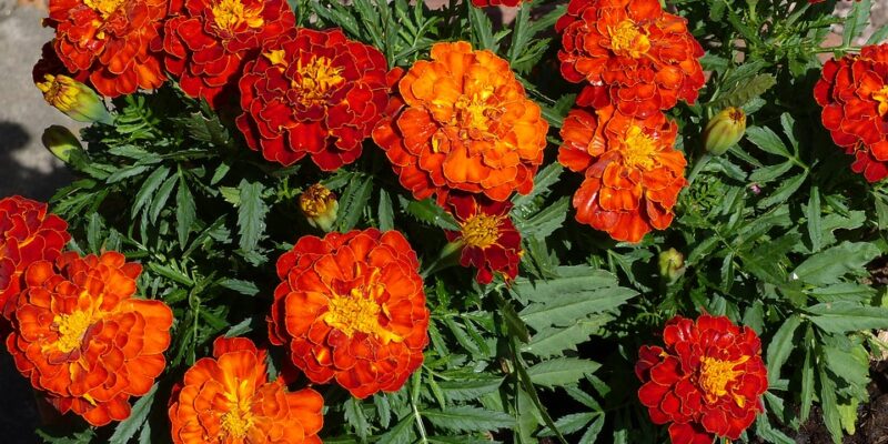 BugRepellant - Four Seasons Landscaping Yorkville, IL