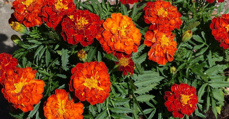 BugRepellant - 4 Seasons Landscaping Yorkville, IL