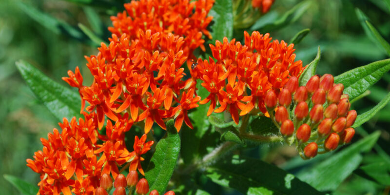 ButterflyWeed - Four Seasons Landscaping Yorkville, IL