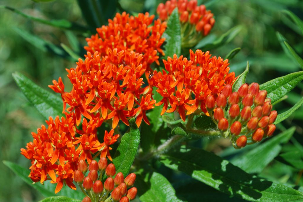 ButterflyWeed - Four Seasons Landscaping Yorkville, IL
