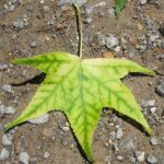 Chlorosis - Four Seasons Landscaping Yorkville, IL