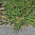 Crabgrass - Four Seasons Landscaping Yorkville, IL
