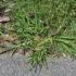 Crabgrass - 4 Seasons Landscaping Yorkville, IL