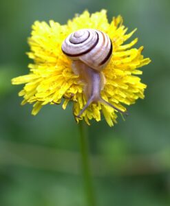 Dandelion And Snails - Four Seasons Landscaping Yorkville, IL