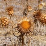 Dead Head Flowers - Four Seasons Landscaping Yorkville, IL