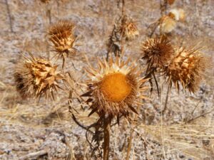 Dead Head Flowers - Four Seasons Landscaping Yorkville, IL