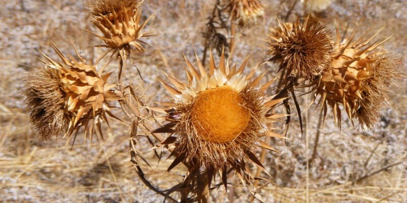 Dead Head Flowers - Four Seasons Landscaping Yorkville, IL