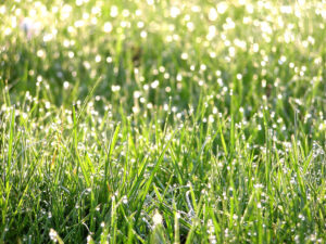 DewyGrass - Four Seasons Landscaping Yorkville, IL