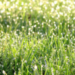 DewyGrass - Four Seasons Landscaping Yorkville, IL