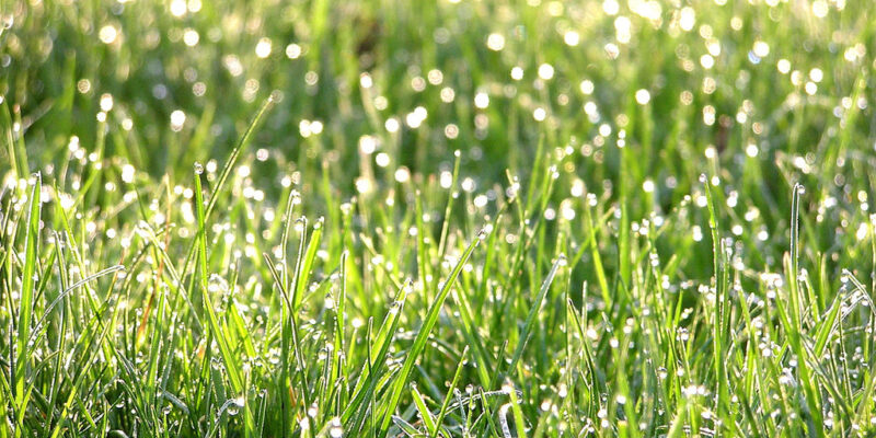 DewyGrass - Four Seasons Landscaping Yorkville, IL