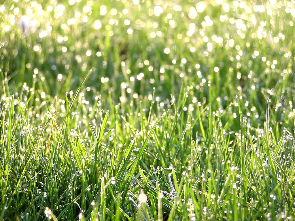 DewyGrass - Four Seasons Landscaping Yorkville, IL