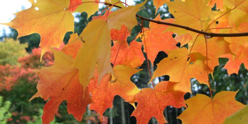 Fall Leaves - Four Seasons Landscaping Yorkville, IL