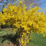 Forsythia - Four Seasons Landscaping Yorkville, IL