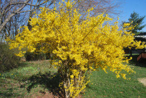 Forsythia - Four Seasons Landscaping Yorkville, IL