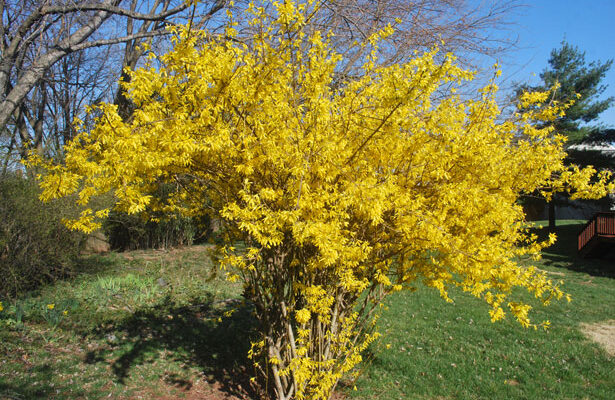 Forsythia - Four Seasons Landscaping Yorkville, IL