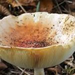 Fungus - Four Seasons Landscaping Yorkville, IL