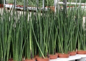 Grassvariety - Four Seasons Landscaping Yorkville, IL