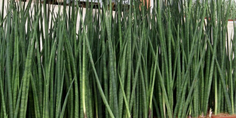 Grassvariety - Four Seasons Landscaping Yorkville, IL