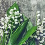 GroundCoverLilliesoftheValley - Four Seasons Landscaping Yorkville, IL