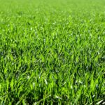 Healthy Lawn - Four Seasons Landscaping Yorkville, IL