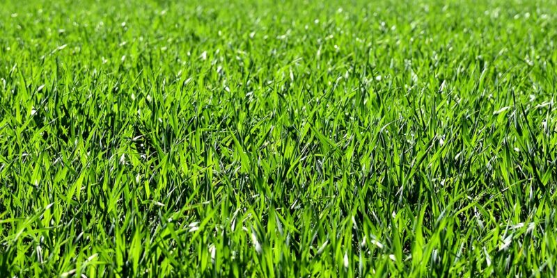 Healthy Lawn - Four Seasons Landscaping Yorkville, IL