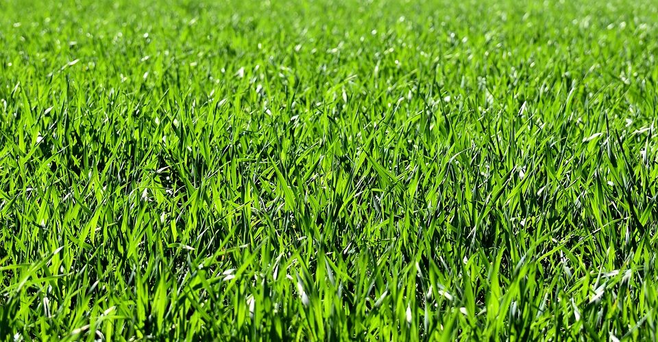 Healthy Lawn - Four Seasons Landscaping Yorkville, IL