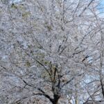 Icetree - Four Seasons Landscaping Yorkville, IL