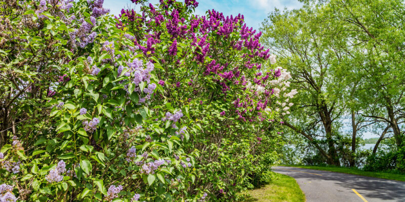 Lilacs - Four Seasons Landscaping Yorkville, IL