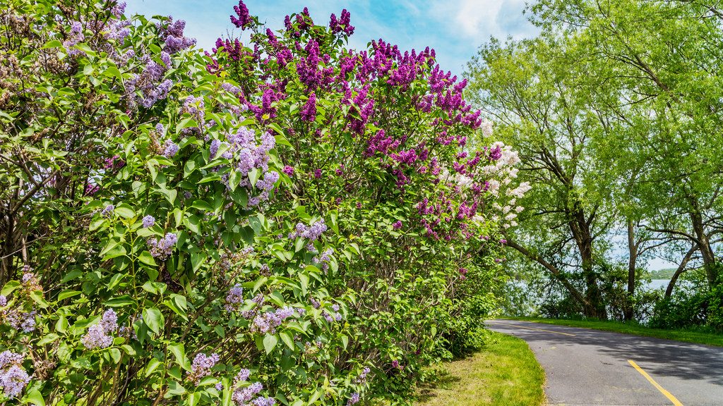 Lilacs - Four Seasons Landscaping Yorkville, IL