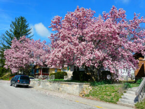 MagnoliaTree - Four Seasons Landscaping Yorkville, IL