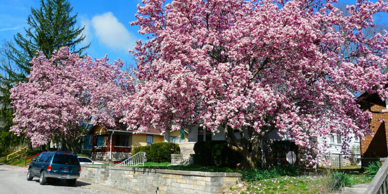MagnoliaTree - Four Seasons Landscaping Yorkville, IL