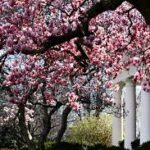 MagnoliaTrees - Four Seasons Landscaping Yorkville, IL