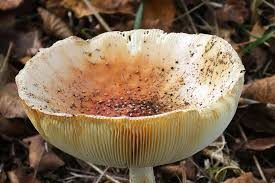 Mold - Four Seasons Landscaping Yorkville, IL