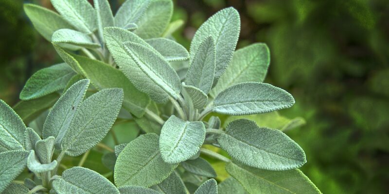 MoreMedicinalPlants - Four Seasons Landscaping Yorkville, IL