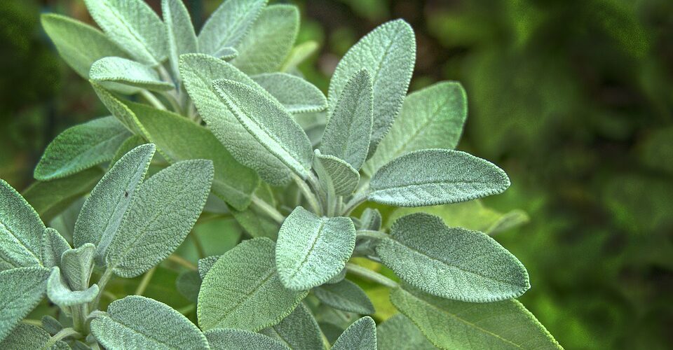 MoreMedicinalPlants - 4 Seasons Landscaping Yorkville, IL