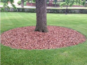MulchAroundTrees - Four Seasons Landscaping Yorkville, IL